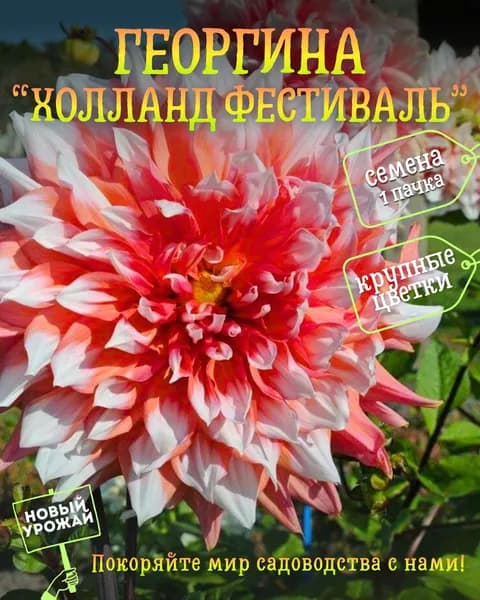 Георгина Холланд Фестиваль, семена, 10 шт.