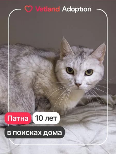 Помочь Патне найти дом