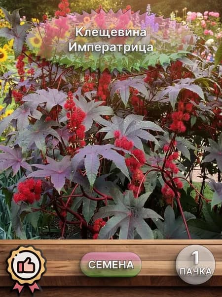 Клещевина Императрица, семена 10 шт