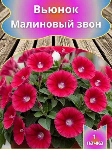 Вьюнок Малиновый звон 10 шт