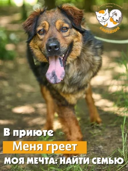 Помочь собаке Жорику найти дом