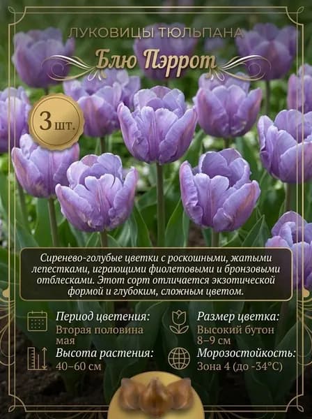 Луковицы тюльпана Блю Пэррот, 3шт.