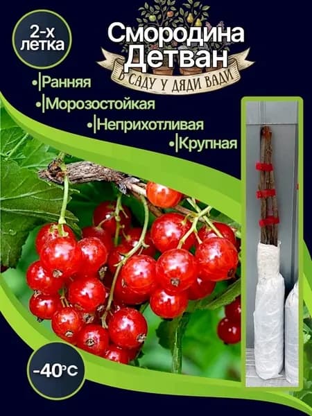 Смородина красная «Детван» саженец крупная морозостойкая