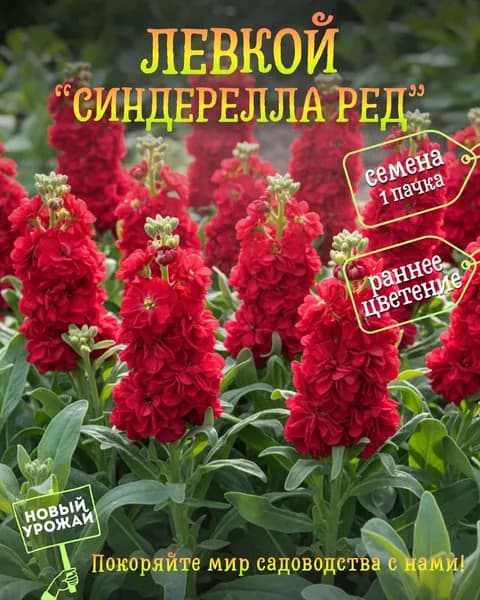 Левкой (маттиола) Синдерелла Ред, семена, 10 шт.