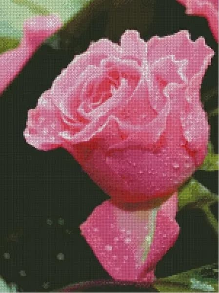 (Схема для вышивки крестом) Роза (09)