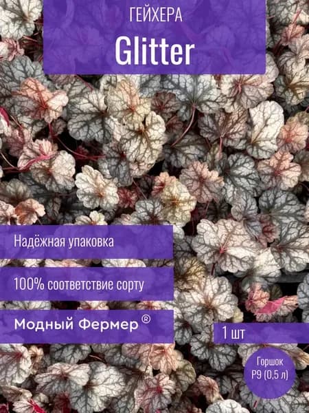 Гейхера Глиттер, саженец в горшке 0,5 л