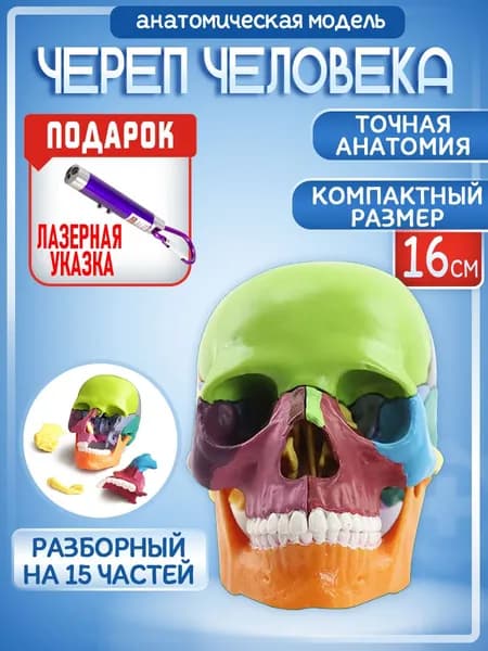 Анатомическая модель череп человека 15 частей, кости окрашены в разные цвета, лазер с фонариком на карабине в комплекте