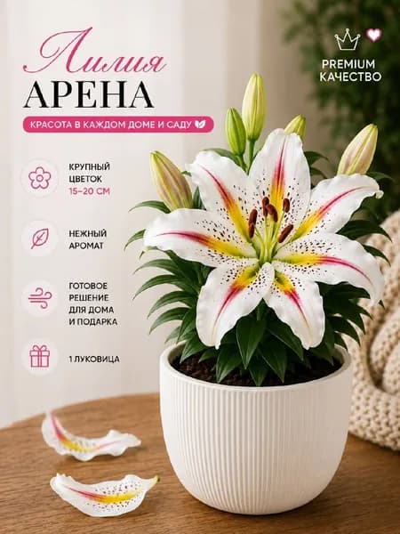Саженец Лилии "Арена"