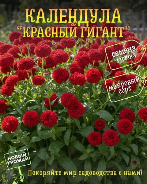 Календула махровая Красный гигант, семена, 10 шт.