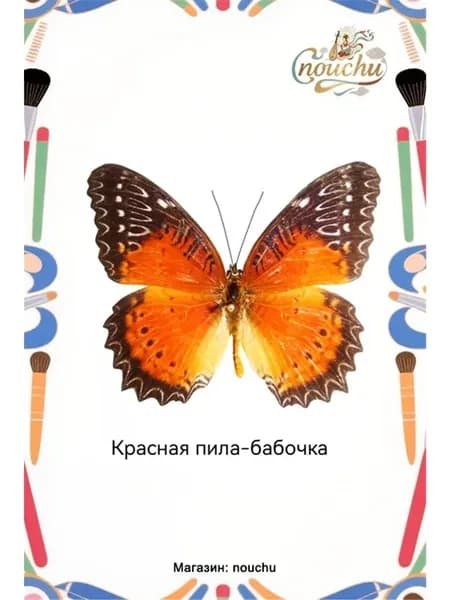 Насекомое для коллекции