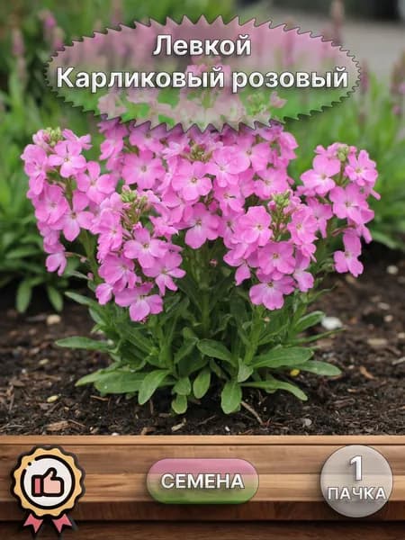 Левкой Карликовый розовый, семена 10 шт