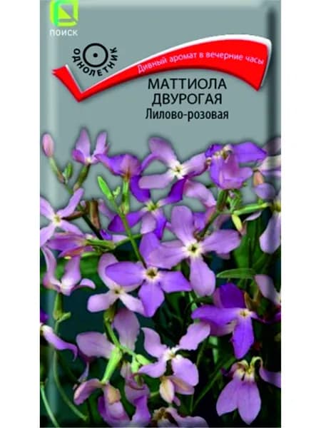 Маттиола двурогая Лилово-розовая
