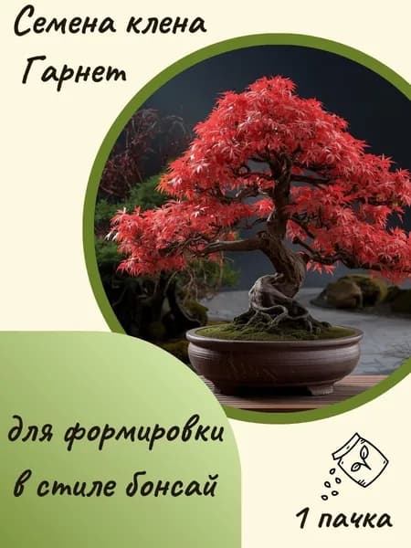 Клен Гарнет(бонсай), 10 шт. семян