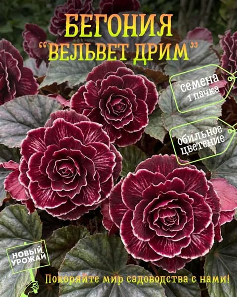 Бегония Вельвет Дрим, семена, 10 шт.