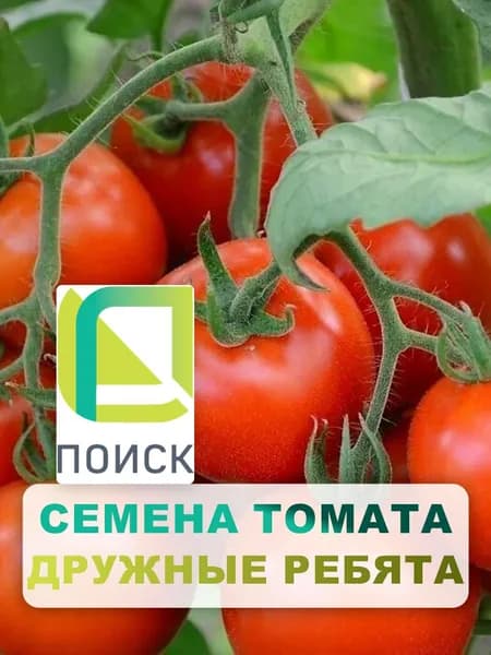 Семена Томат "Дружные ребята" 0,1 г, овощи для дома, дачи и огорода, в открытый грунт, в теплицу, в парник