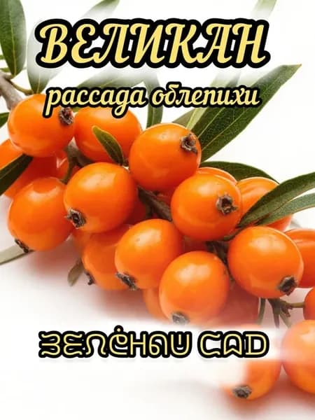 Саженцы облепихи Великан, до года, 1 шт