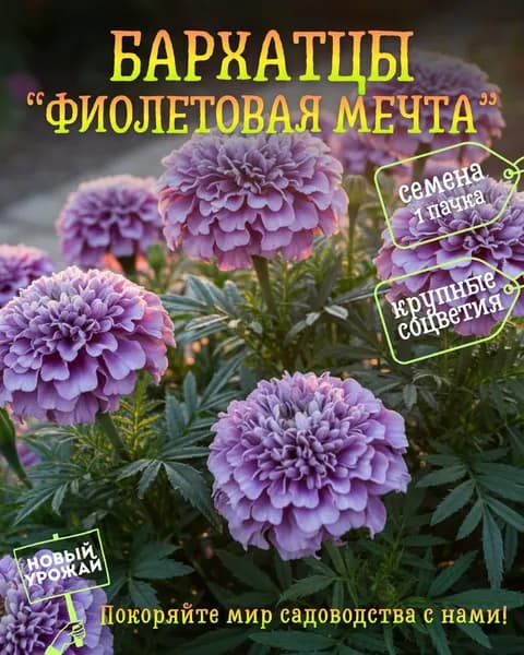 Бархатцы Фиолетовая мечта, семена, 10 шт.