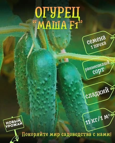 Огурец Маша F1, семена, 10 шт.