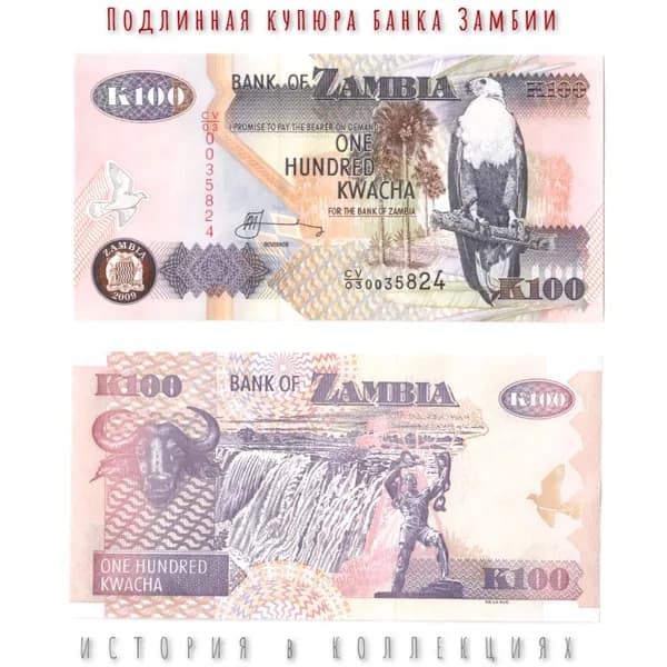 Замбия 100 квача 2009 г. Африканский рыбный орел UNC