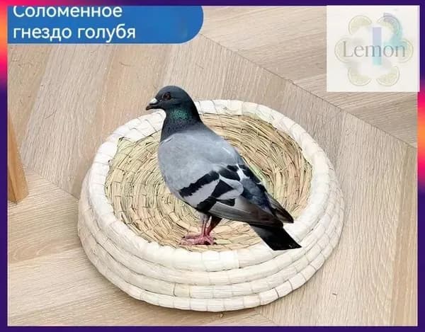 голубиное гнездо