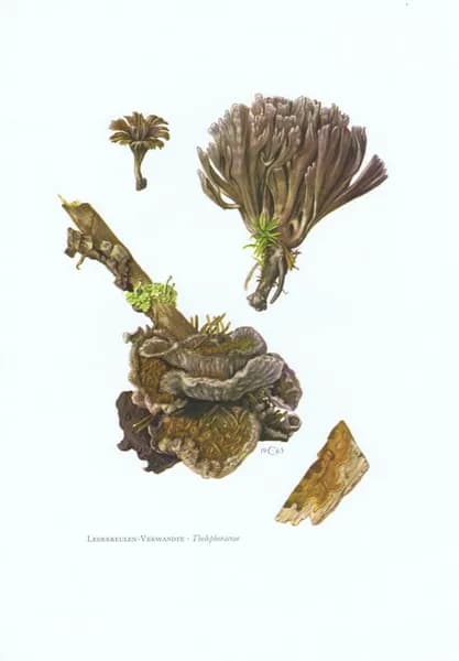 Грибы. Телефора наземная. Антикварная офсетная литография. Германия, 1963 г.