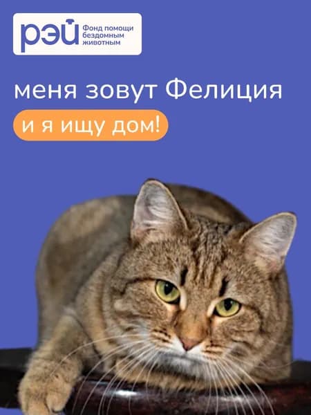 Помочь Фелиции найти дом