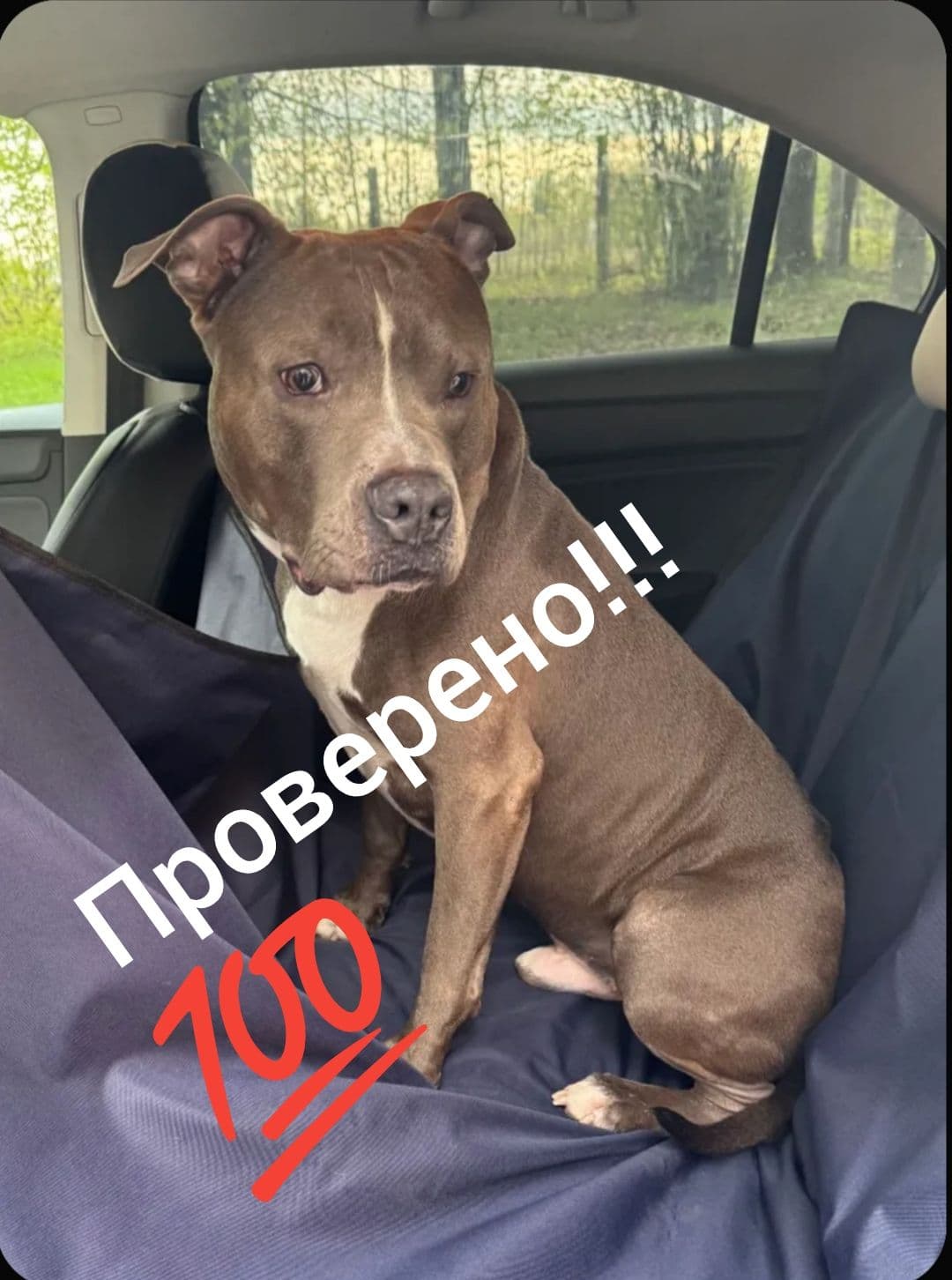 Накидка автомобильная на Задние сиденья, Оксфорд, 1 шт.