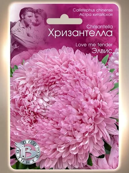 Астра китайская Хризантелла Элвис (семена БИОТЕХНИКА, 30 шт.)