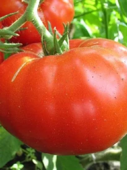 Томат Алые паруса профессиональные семена
