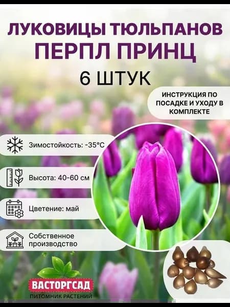 Луковицы тюльпанов Перпл Принц