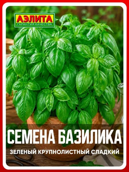 Семена базилик овощной "Зеленый крупнолистный сладкий", 0,2 г, для дома, дачи и огорода, зелень из семян, в открытый грунт, в горшок