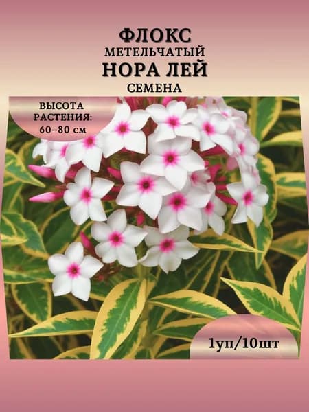 Флокс метельчатый "Нора Лей" семена, 1 пачка