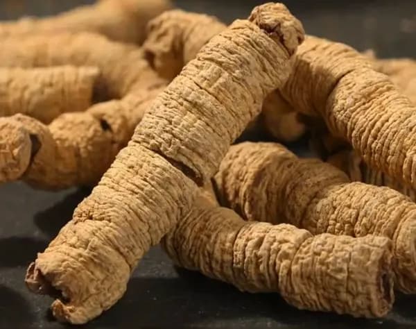 100 г- 500 г корня Моринды лекарственной (Radix Morindae Officinalis)