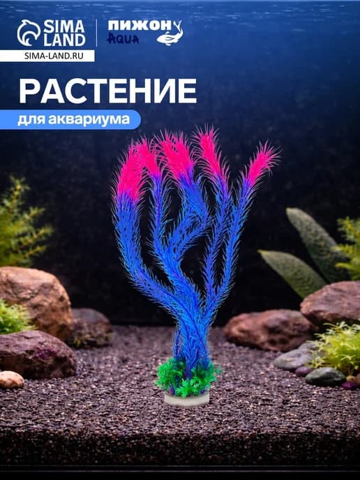 Синее растение для аквариума, высота до 35 см