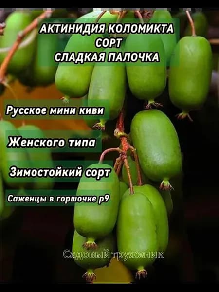 Саженец актинидия коломикта Сладкая палочка
