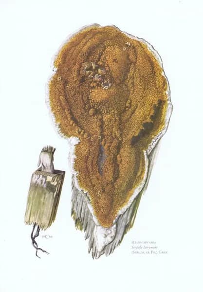 Грибы. Домовый гриб. Антикварная офсетная литография. Германия, 1963 г.