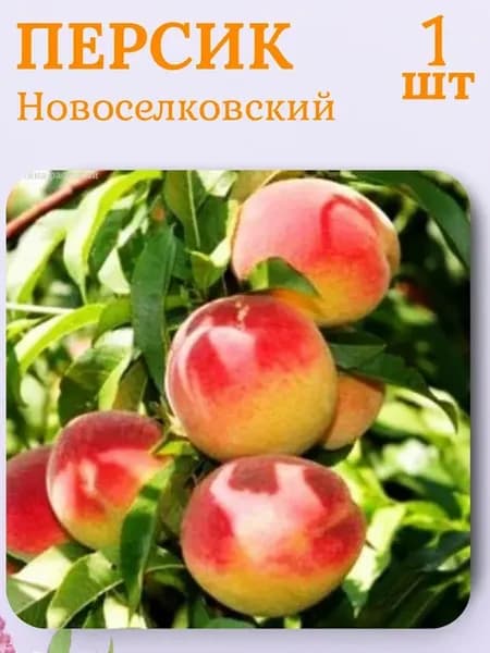 Персик саженец, плодовые деревья 1 штука