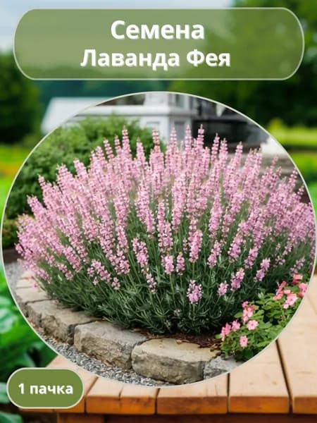 Лаванда Фея, семена 10 шт