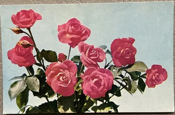 Открытка. СССР Розы - Огни Ялты худ Клименко 1976 год