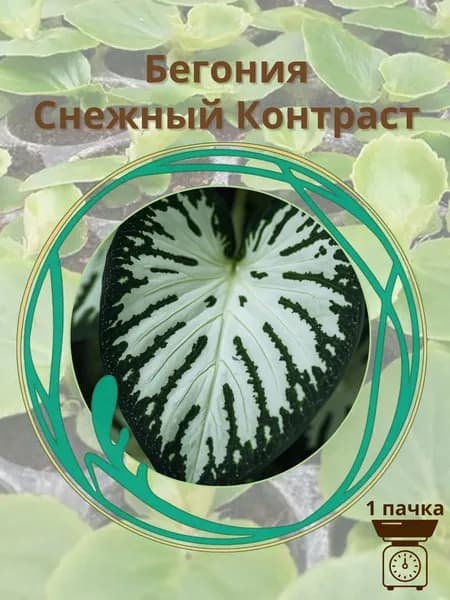 Бегония Снежный Контраст 10 шт. семян
