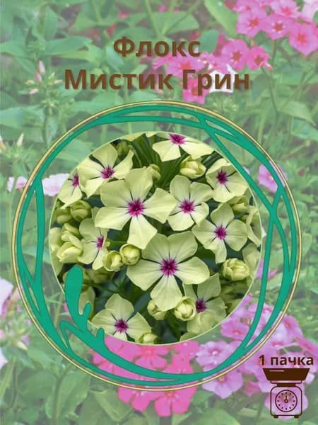 Флокс Мистик Грин 10 шт семян