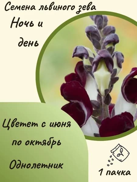 Львиный зев Ночь и день, 10 шт. семян