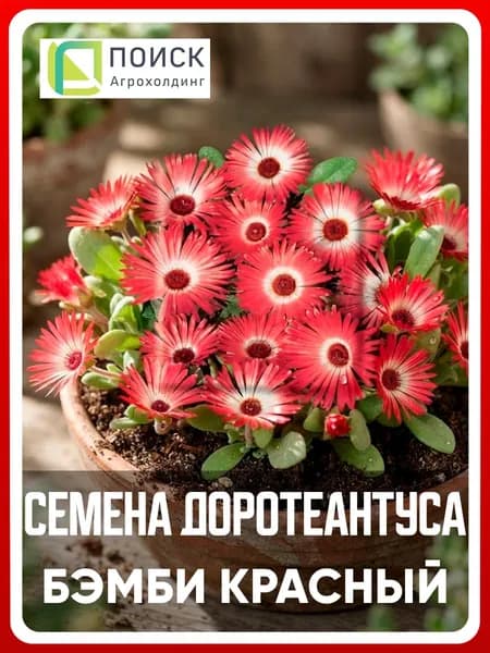 Семена Доротеантус маргаритковидный "Бэмби красный" 0,1 гр, однолетние цветы для дачи, сада и огорода, клумбы, в открытый грунт, на рассаду, цветы из семян в домашних условиях.