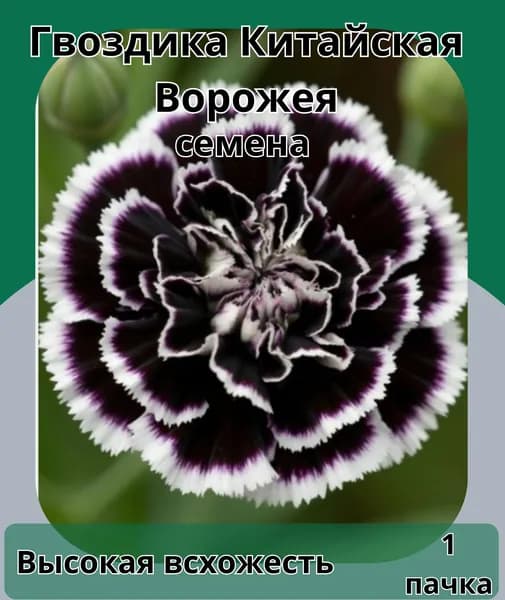 Гвоздика Китайская Ворожея, семена 10 шт