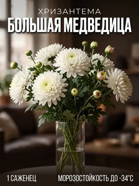 Хризантема саженец многолетняя зимостойкая Большая медведица