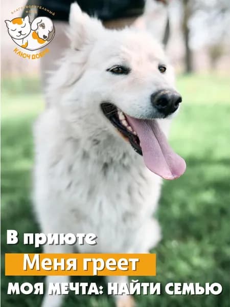 Помочь собаке Умке найти дом