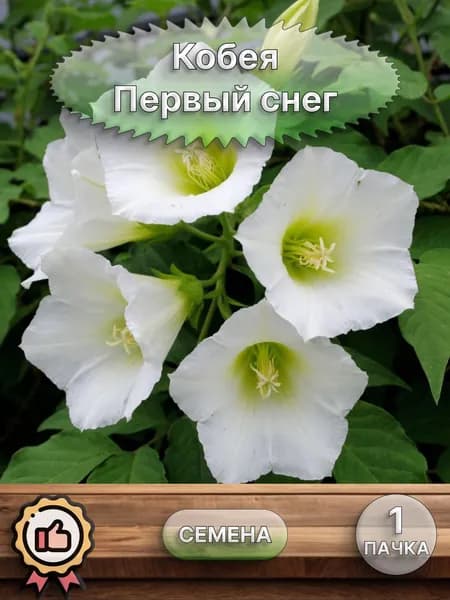 Кобея Первый снег, семена 10 шт.