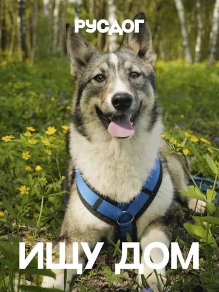 Помочь Тосе найти дом