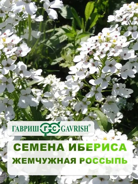 Семена Ибериса зонтичный "Жемчужная россыпь" 0,1 гр.