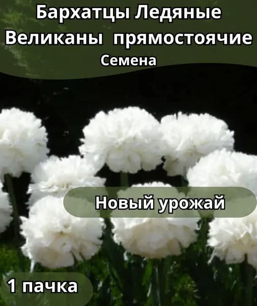 Бархатцы Ледяные Великаны прямостоячие, семена 10 шт